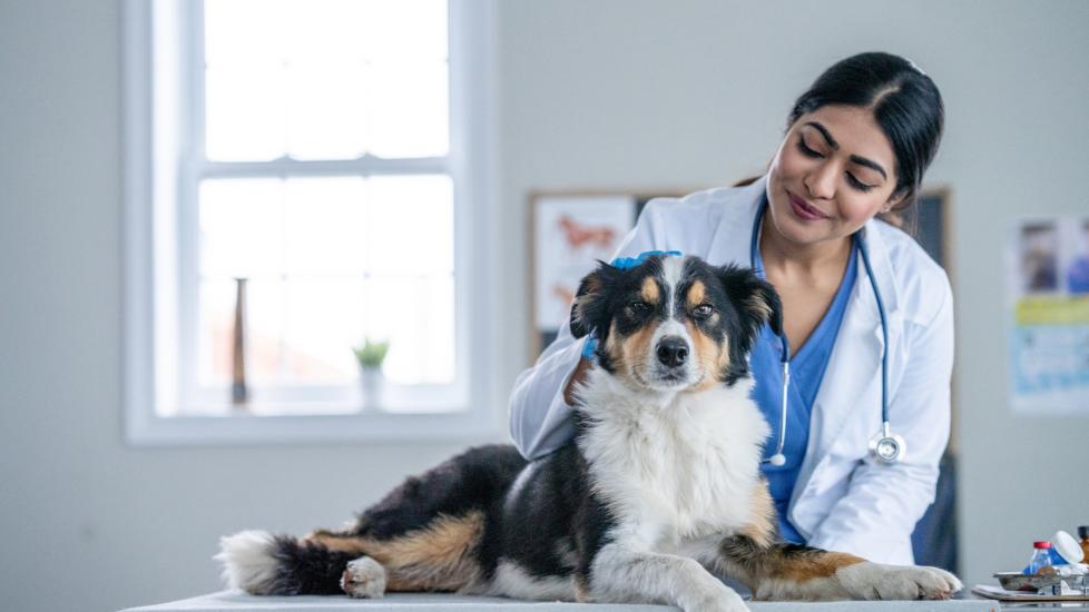 vaginal discharge in dogs; a dog sits with his vet.
